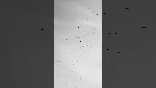 Birds flying over the house #nature