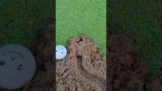 Cicada Killer