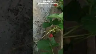 Strawberry (fragaria ananassa). #short #agriculture #homegarden #garden