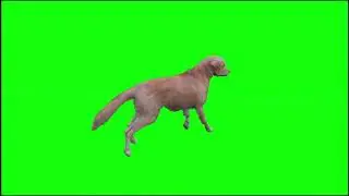 Dog Green Screen Effects Video | Running Dog Green Screen Videos | Chroma Key