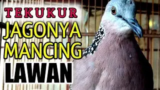 Tekukur jagonya mancing lawan untuk bunyi boleh di coba