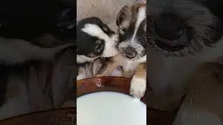 Ternura total perritos tomando la leche