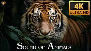 Sound of Animals in Nature 4K Ultra HD
