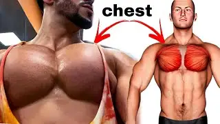 The best chest exercises