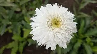 Многолетние растения, цветение и новинки. 🌸🌺🌼