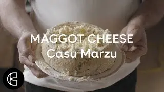 Casu Marzu - The Illegal Cheese That’s Crawling With Maggots
