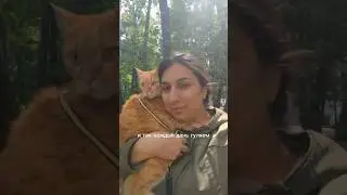 Ужас получается сбой в системе КОТА 🐈 