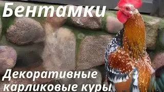 Bantams (Ornamental Dwarf Chickens) A Brief Overview