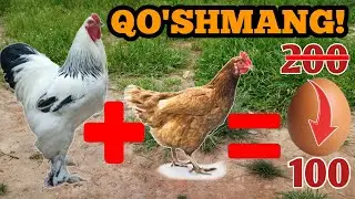 Raddiya ,bunday qilmang!