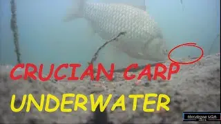 CRUCIAN CARP/ AQUA-VU UNDERWATER CAMERA-  へら