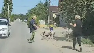 Собака напала на мальчика с йорком.