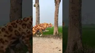 Bakra eid mubarak ho special vfx islamic video 