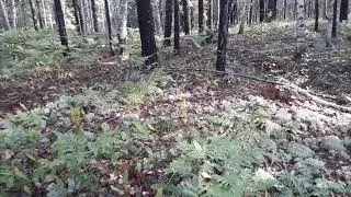 Вот он такой - КЕРЖЕНЕЦ! Эпидемия лесичек!!!!