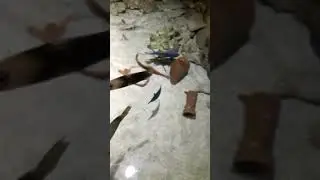 Элшодбек Абдунабиев(15)