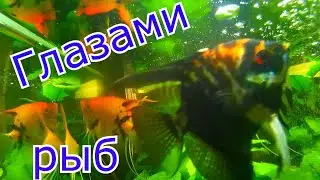 Мои аквариумы глазами рыб