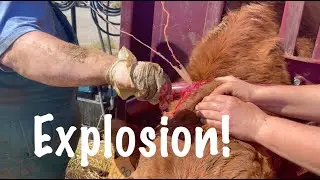 Explosion Hits Veterinarian!