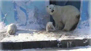 Белые медвежата. Родились у пары белых медведей Кай и Герда