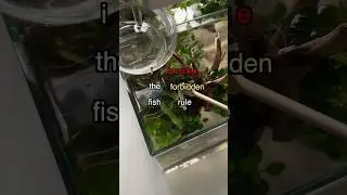 How I Broke the Forbidden fish Rule 🪨