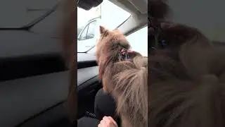 дикий в Москве