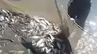Рыба