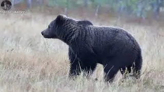 Medveď a dotieravé vrany The bear & the nagging crows