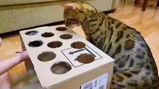 Самый смешной челлендж !  Смешной кот! Челлендж для кота! Кот Лео и челлендж!