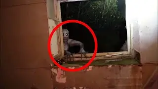 Video Che Dovrebbero Essere ILLEGALI DA VEDERE