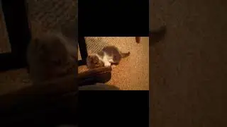 CUTE KITTY 😳💙💚#SHORTS #YTSHORTS