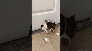 Our DOG lost His MIND 😳😭