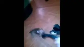 той терьер ася и носок