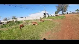 ROLÂNDIA  AVENIDA  MARGINAIS NO MATO