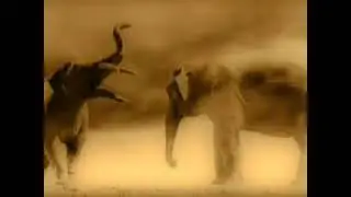 Elephant Evolution