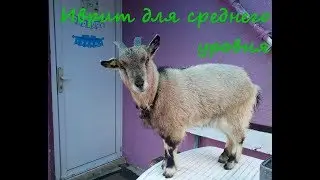 877. Как попроситься в туалет на иврите