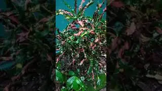 🌧️🍀☘️🍃🪷🌧️ #rainsound #nature