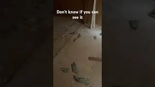 Saw something in an abandoned trailer #shorts