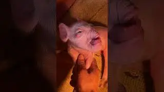 Surviving an Unfair World: The Tale of #MisfitPig