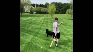 Smart dog