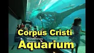 Road Trip to Corpus Cristi Aquarium