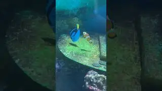 [Dory and Marlin?🤯)] I'm sorry 🥺