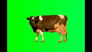 cow green saree Effect