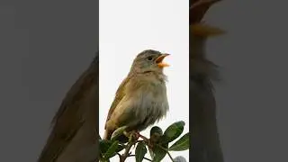 Canário-do-campo 🙂 #faunabrasileira #birds #passaros