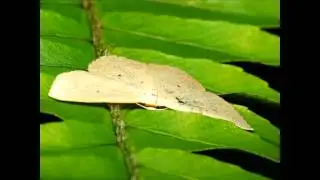 FREE PHOTOS: Cream﻿ Wave Moth