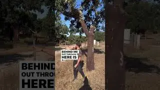 Part 3: A Cork tree just peeled last year. See where the process starts for Cork!