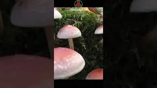 Его избегают, а он хороший! Ложноопёнок кирпично-красный - Hypholoma lateritium.