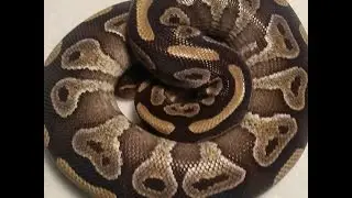 Mojave ball python unboxing from Always Evolving Pythons!