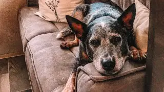 Day in the Life with my Australian Cattle Dog