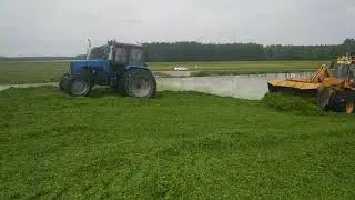 Закладка силоса из озимой сурепицы