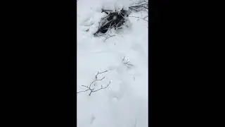 Crazy snow trek hen vs 1+ feet of snow