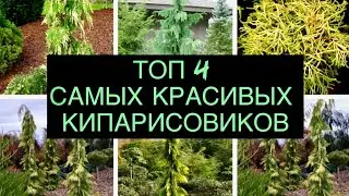Мой топ самых красивых кипарисовиков