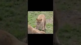 Львиные обнимашки и поваляшки. ПАРК ЗЕМЛЯ ПРАЙДА🌿#животные #zoo #lion